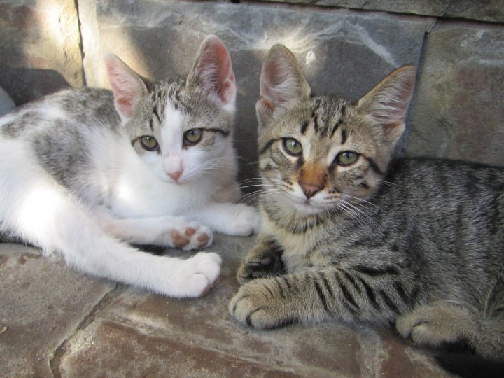 Милая-кошечка в добрые руки