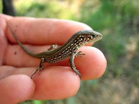 Приму в дар небольшой террариум или аквариум