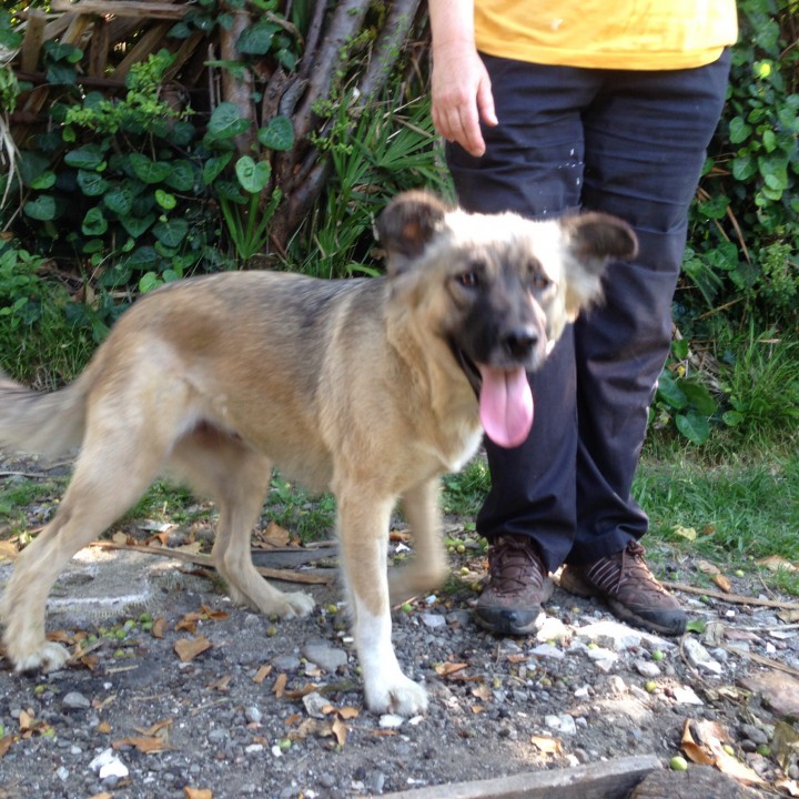 Умная собака метис кавказской овчарки!