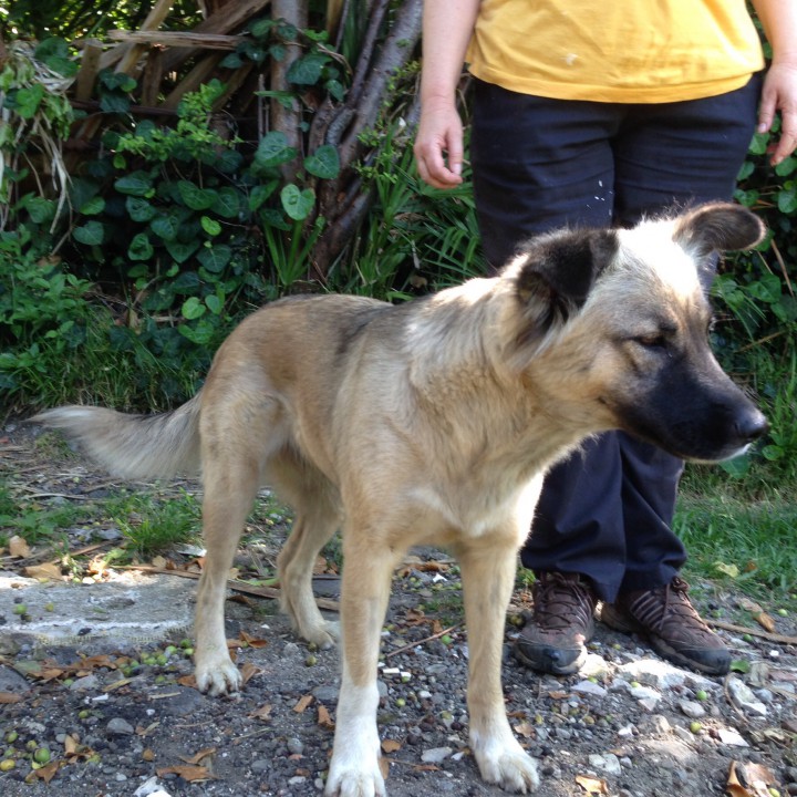 Умная собака метис кавказской овчарки!