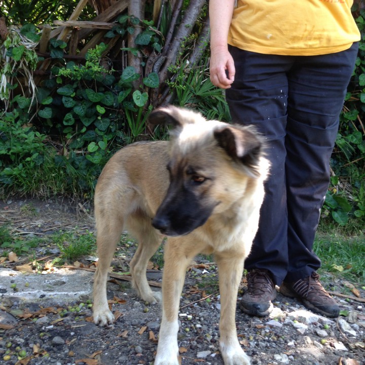 Умная собака метис кавказской овчарки!