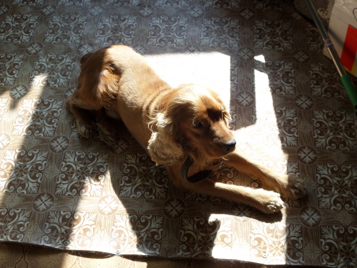 Отдам в добрые руки