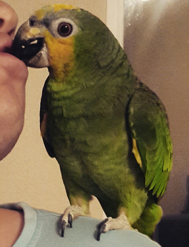 пропал попугай