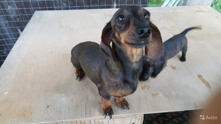 Пропала такса