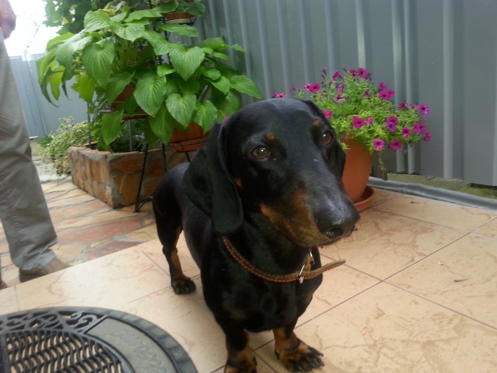 Внимание!!!Найдена такса в р-не санатория ОРДЖОНИКИДЗЕ