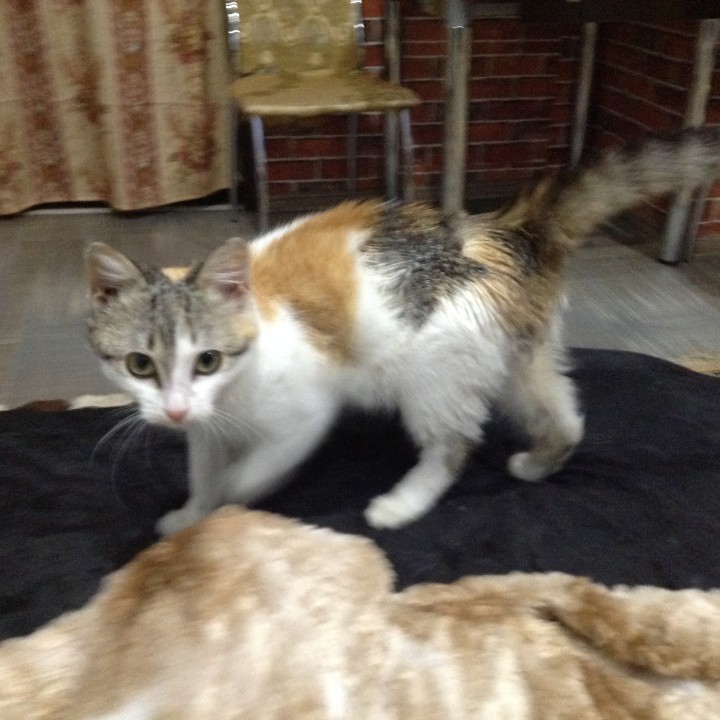 Одам молодую кошечку