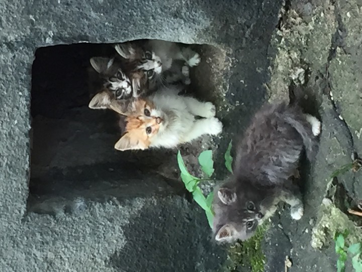 Помогите котятам выжить