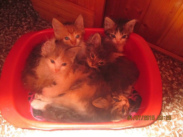 Помогите котятам выжить