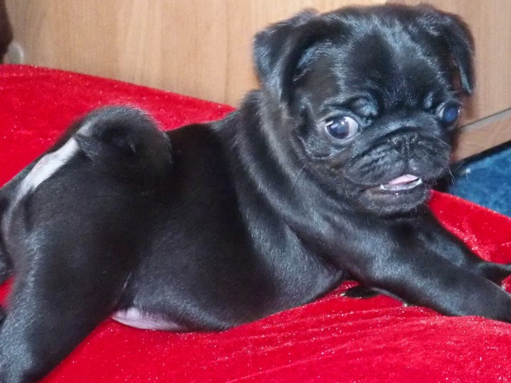 Продаются щенки мопса