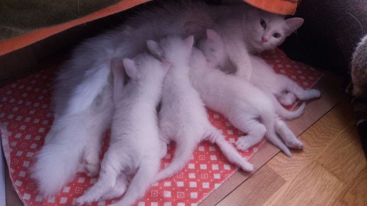 раздаю белоснежных котят