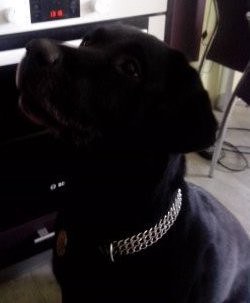 ПРОПАЛА СОБАКА