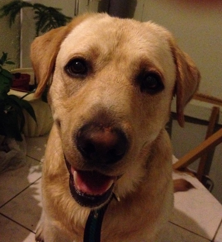 Найден лабрадор