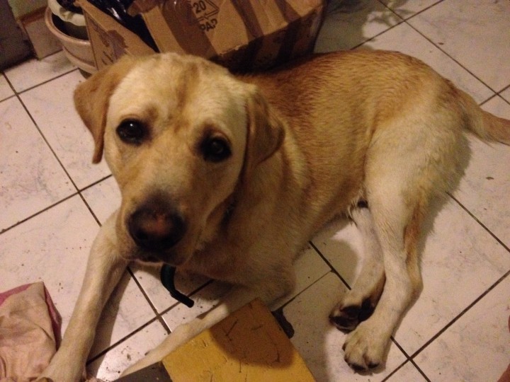 Найден лабрадор