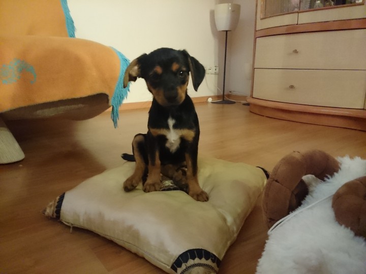 Щенок 2,5 месяца 