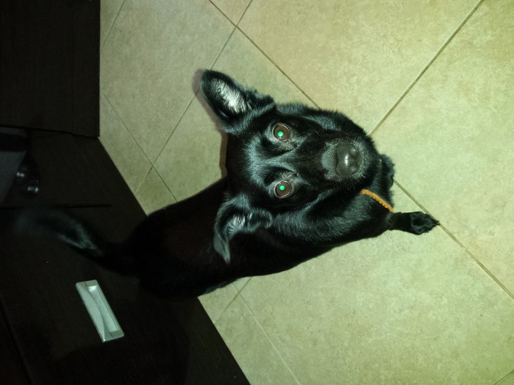 пропала собака