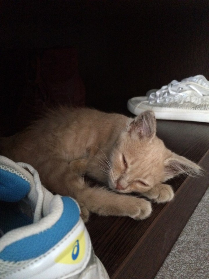 Отдам котенка в хорошие руки