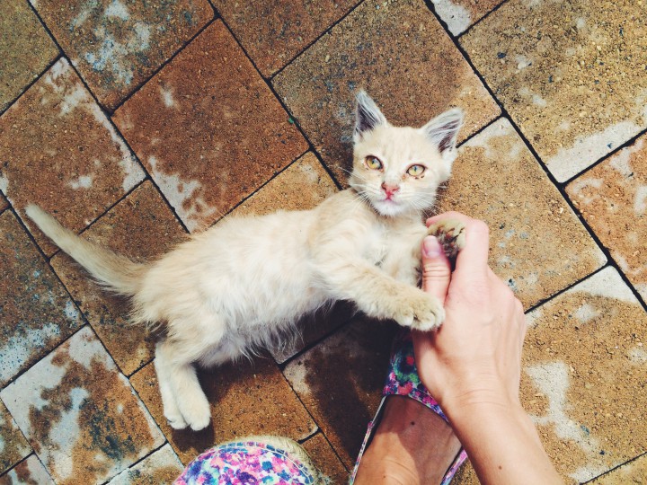 Отдам котенка в хорошие руки