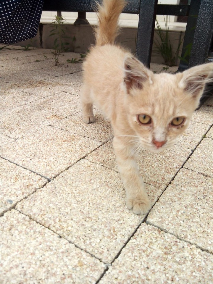 Отдам котенка в хорошие руки