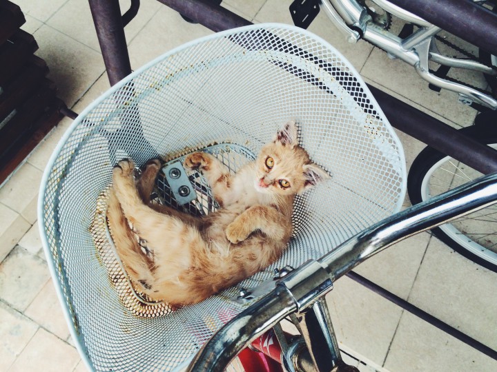 Отдам котенка в хорошие руки