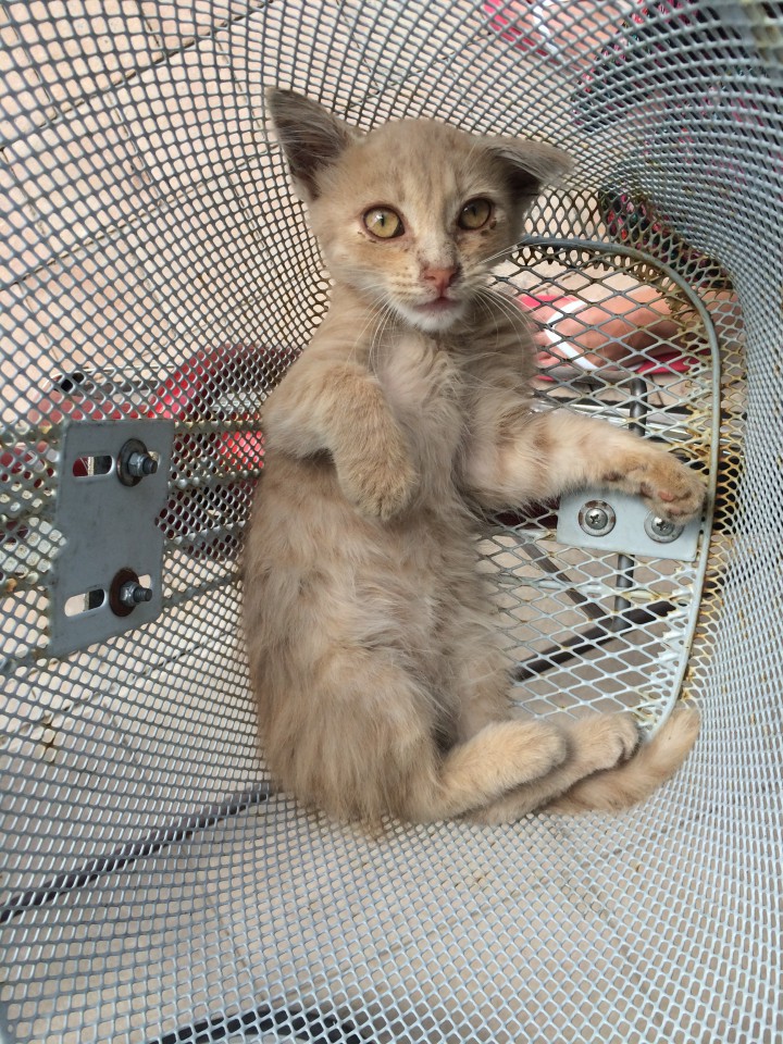 Отдам котенка в хорошие руки