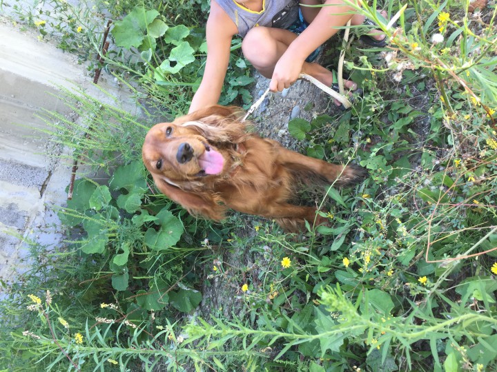 ИЩЕМ СРОЧНО ДОБРЫЕ РУЧКИ ПОТЕРЯШКЕ АНГЛИЙСКОМУ СПАНИЕЛЮ