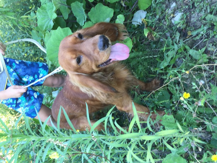 ИЩЕМ СРОЧНО ДОБРЫЕ РУЧКИ ПОТЕРЯШКЕ АНГЛИЙСКОМУ СПАНИЕЛЮ