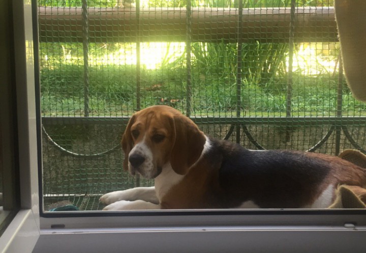 Пропала собака!!!Вознаграждение!!