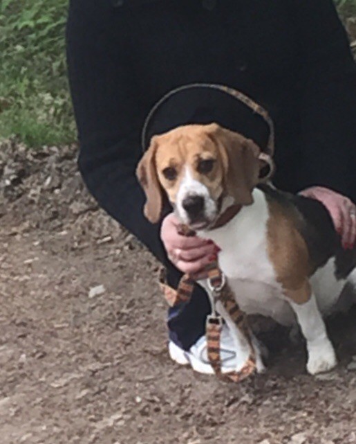 Пропала собака!!!Вознаграждение!!