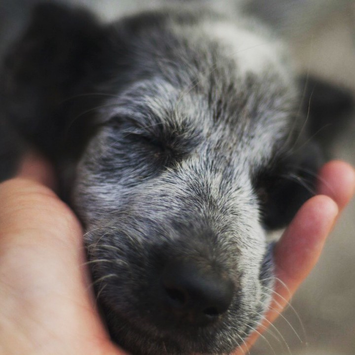 В добрые руки