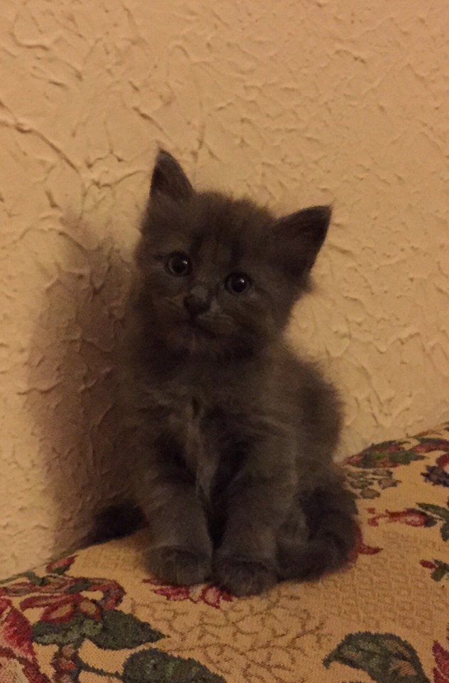 Котята 1 мес.