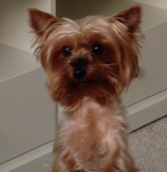 Пропала собака!!!