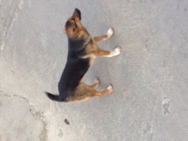 Бесплатно в добрые руки!