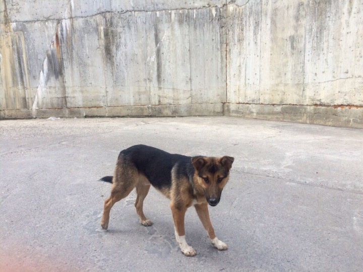 Бесплатно в добрые руки!