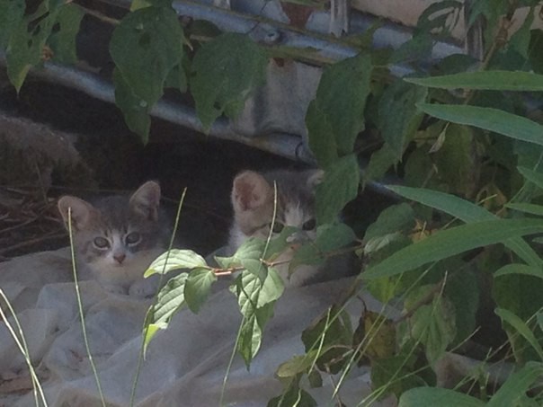 КОТЯТА, милые котята в добрые руки!!!