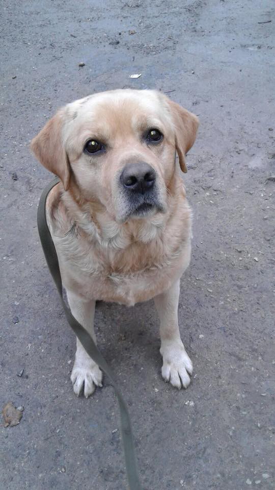 Сочи! Кобель лабрадора, ищет новый дом