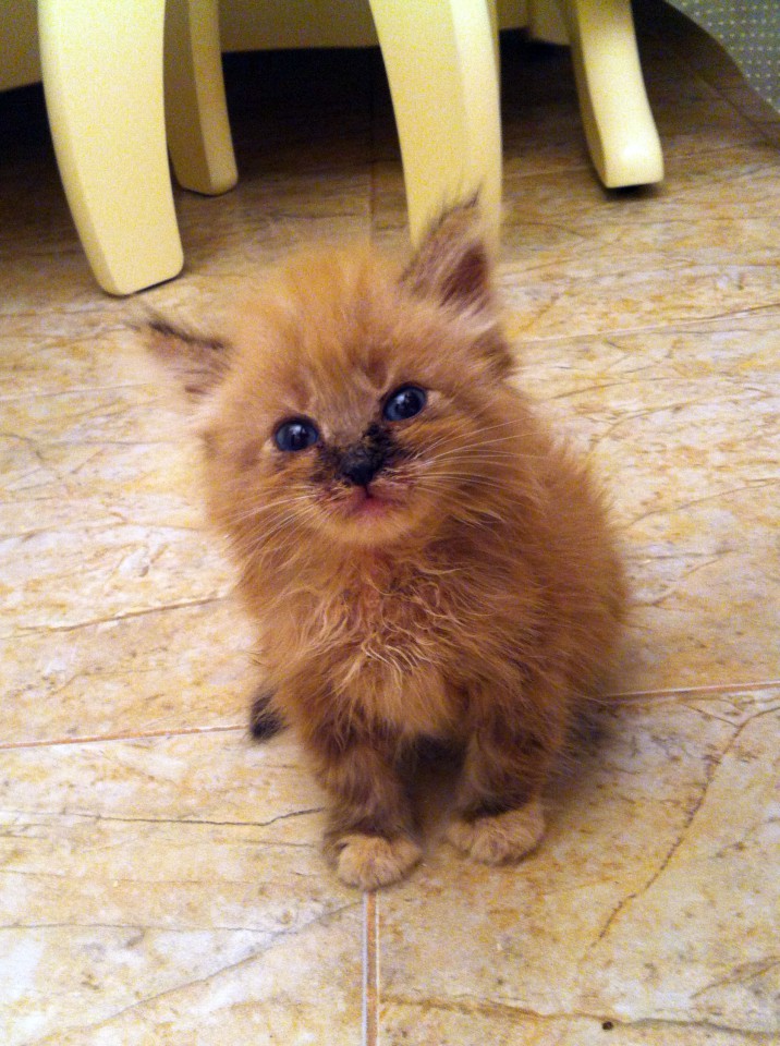 Отдам котят