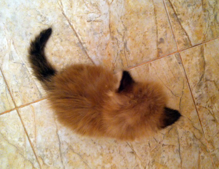 Отдам котят