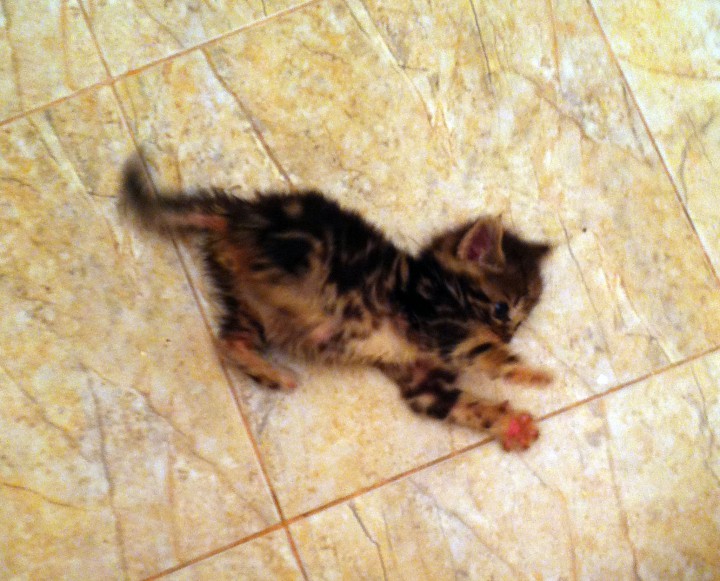 Отдам котят