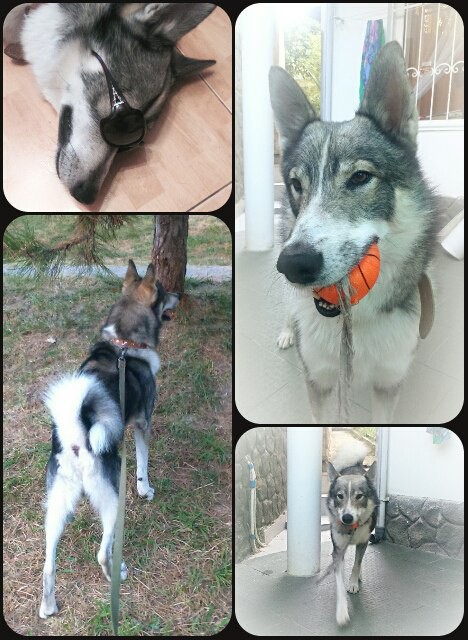 Пропала Собака, помогите найти!!!