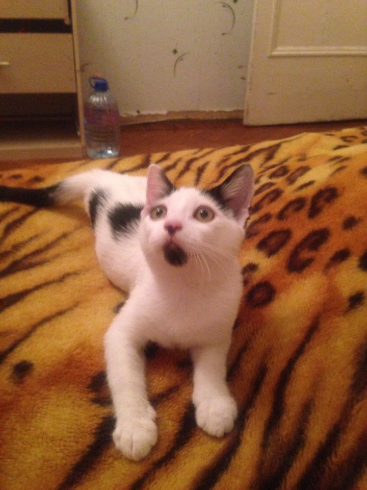 Кошечки в дар