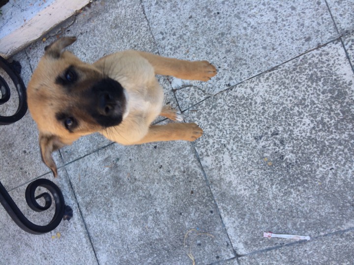 Чудесный щенок