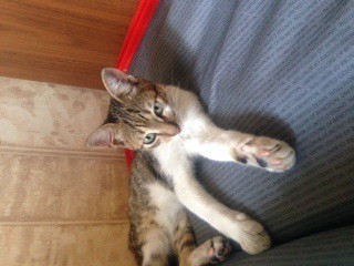 Котенок в добрые руки