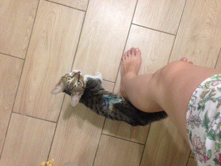 Котенок в добрые руки