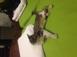 Котенок в добрые руки