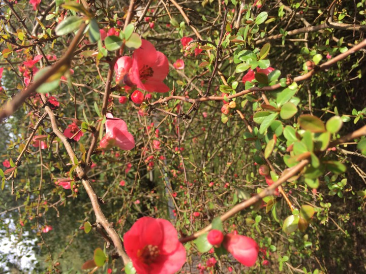 Озеленение любой сложности