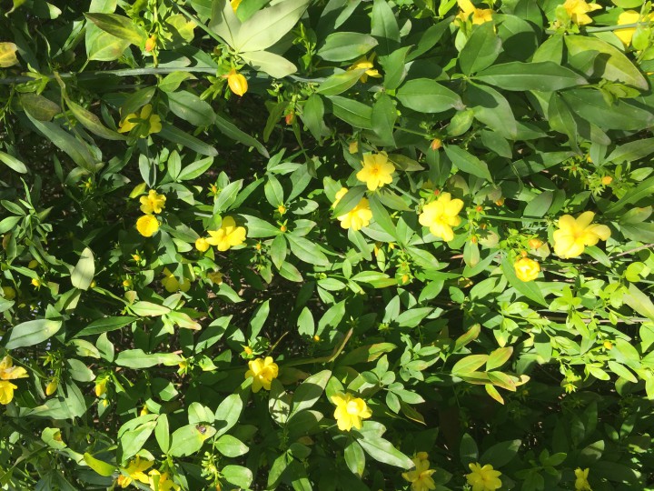 Озеленение любой сложности