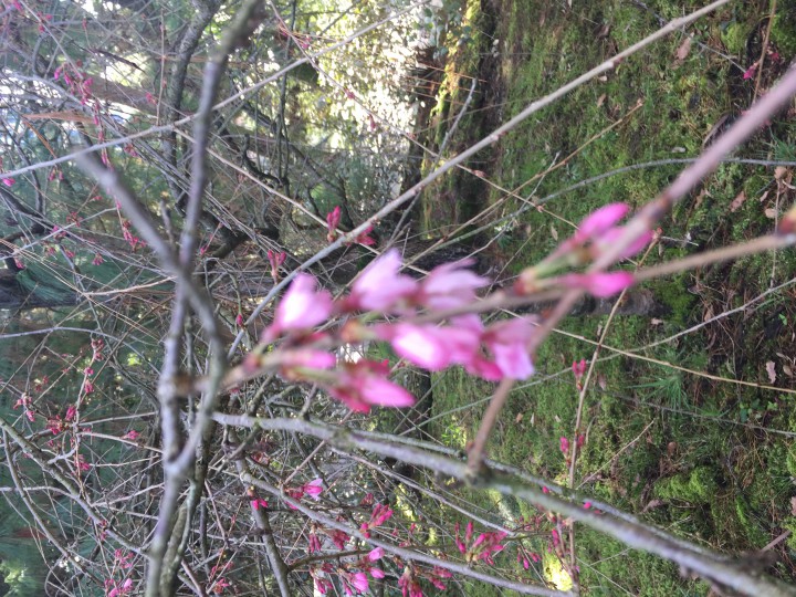 Озеленение любой сложности