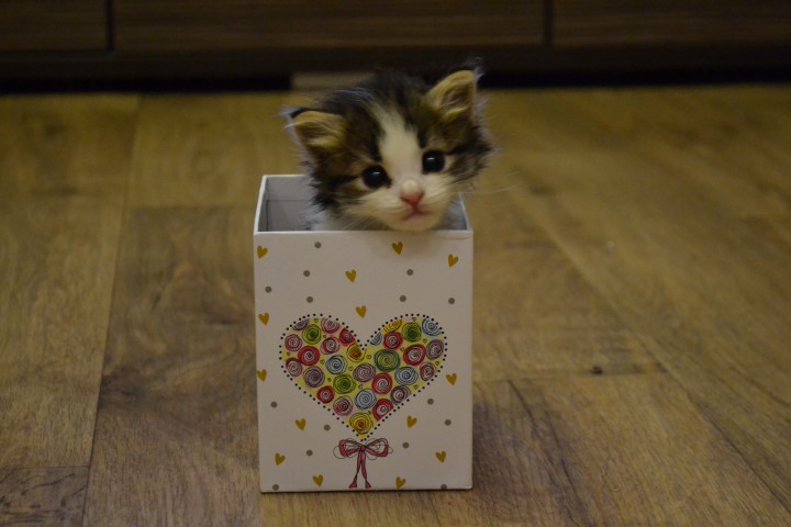 Котика в добрые руки