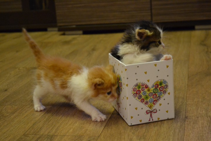 Котика в добрые руки