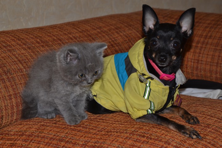 Пропала собачка кроха! Помогите найти!!!